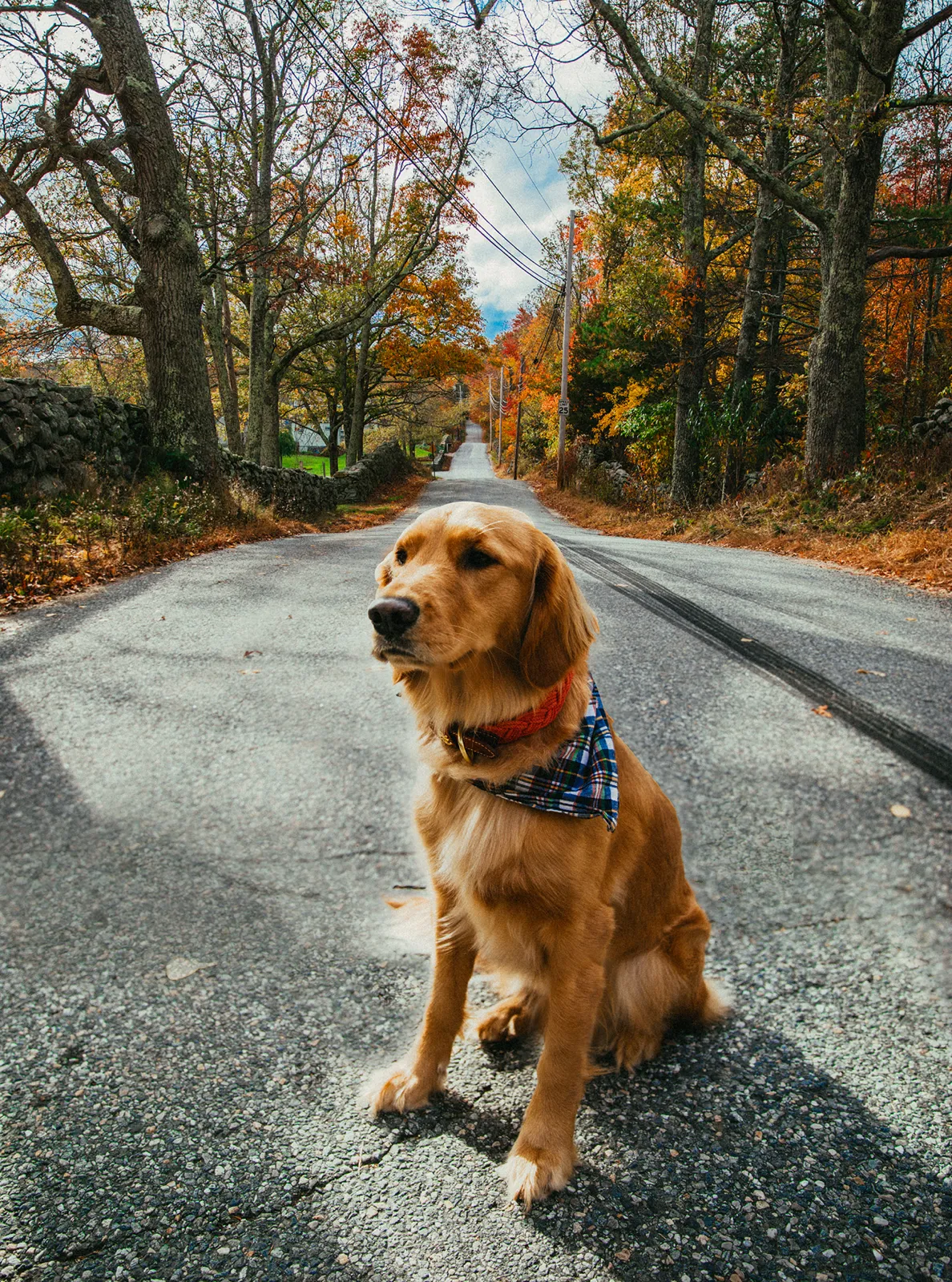 Narragansett Lifeguard Dog Collar