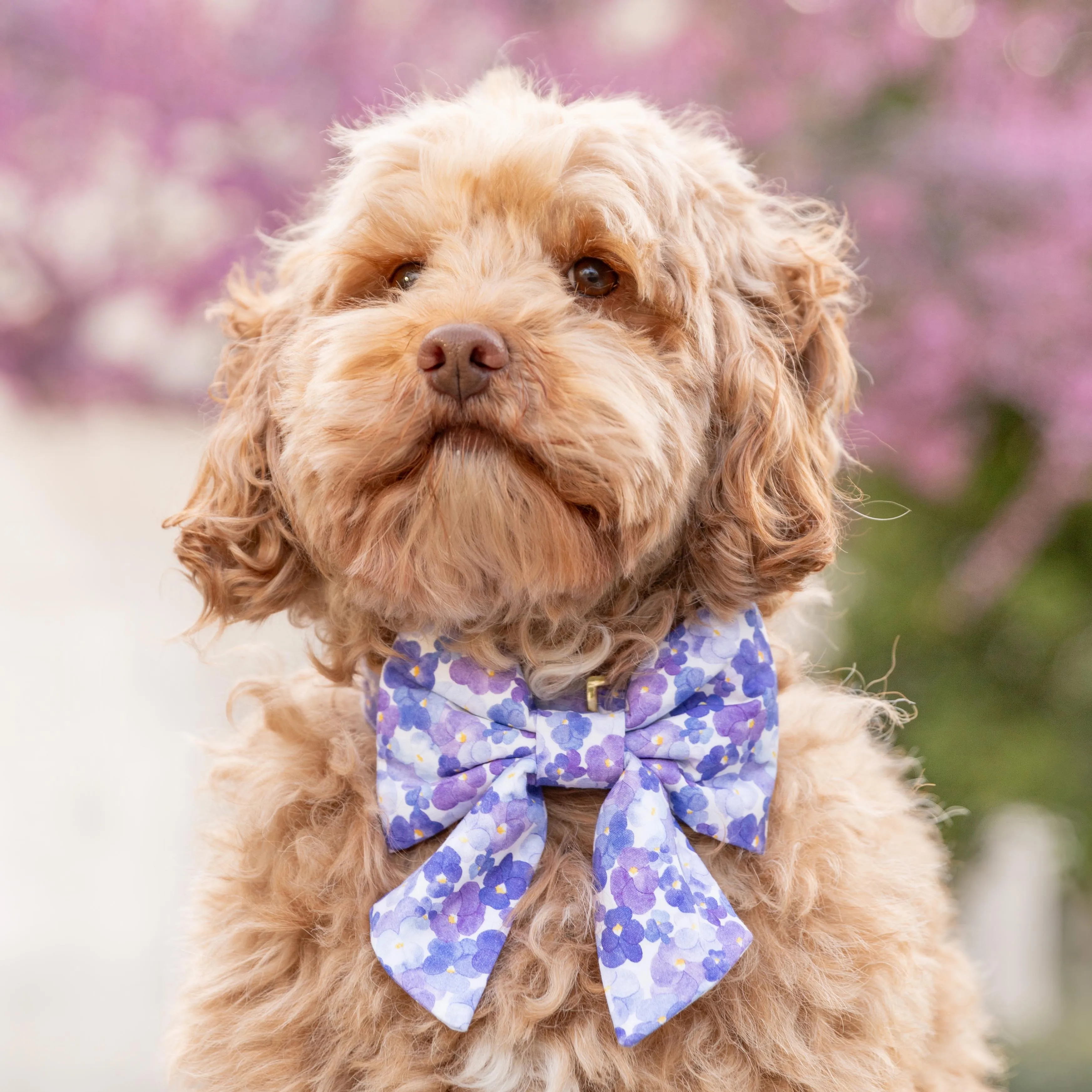 Pressed Pansies Lady Bow Collar